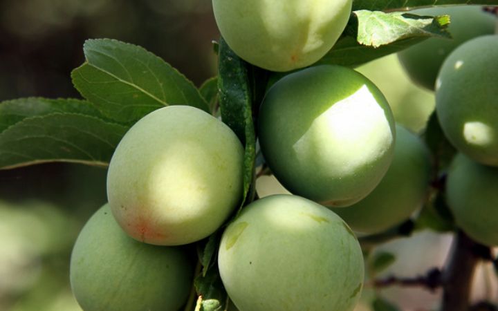 Prunus doméstica