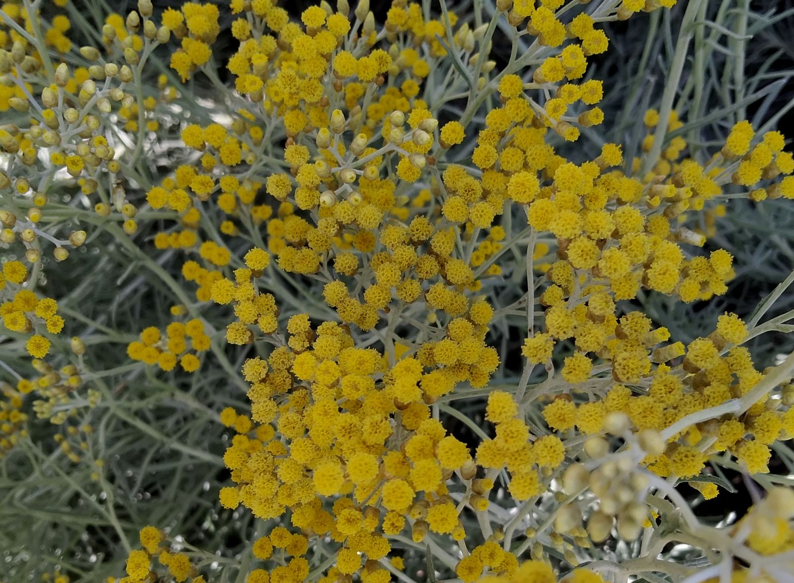 Helichrysum italicum
