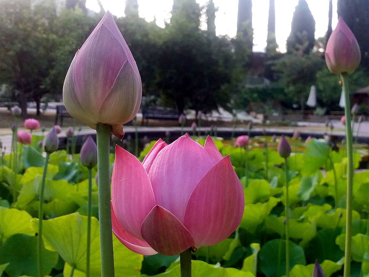 Nelumbo nucifera