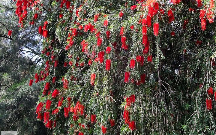 Melaleuca viminallis