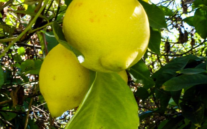 Citrus limón