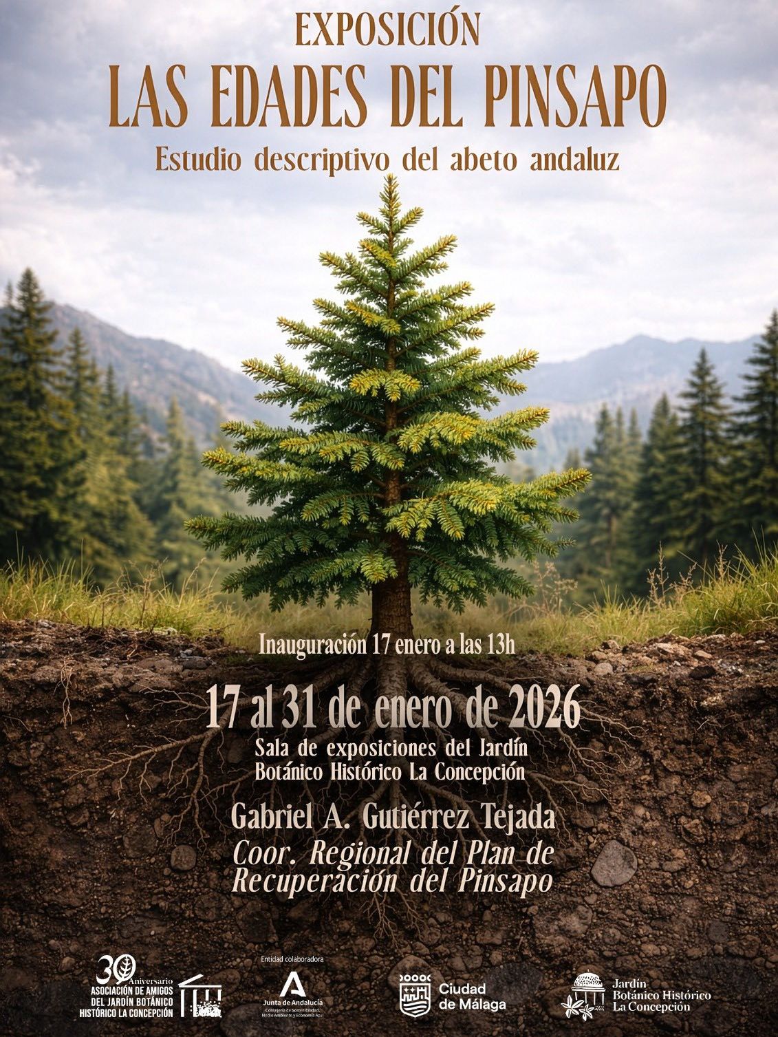 Las edades del pinsapo