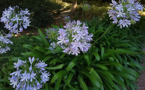 Agapanthus africanus