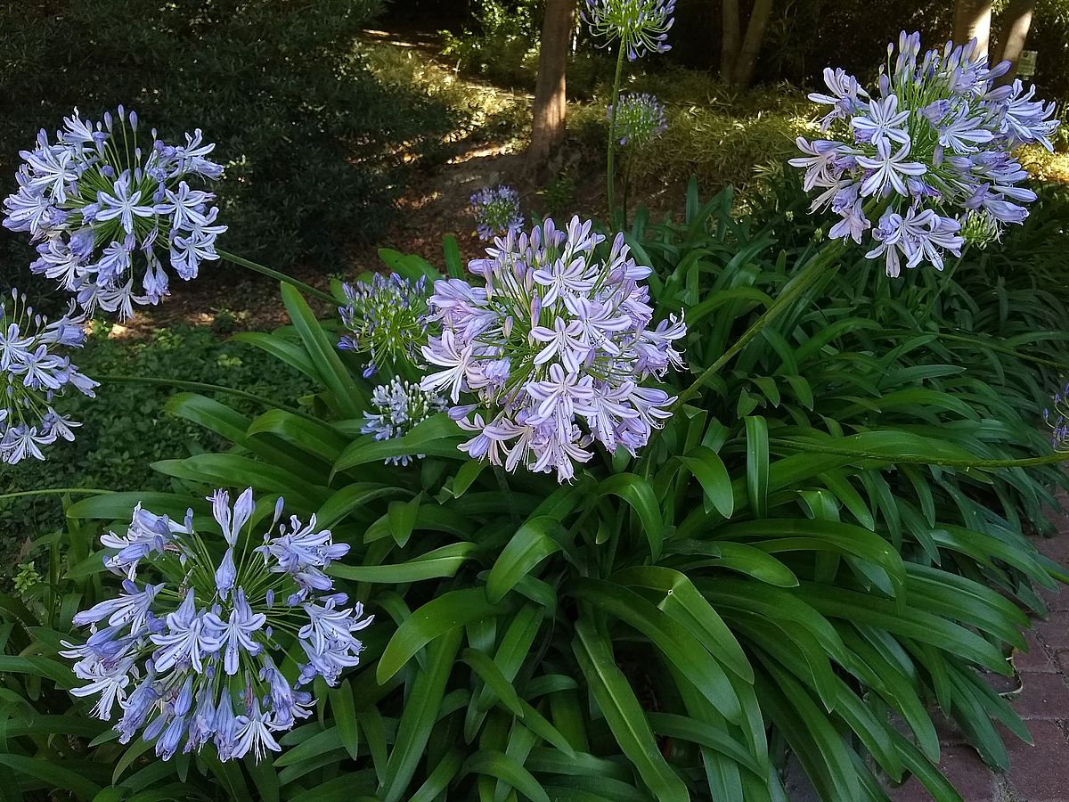 Agapanthus africanus