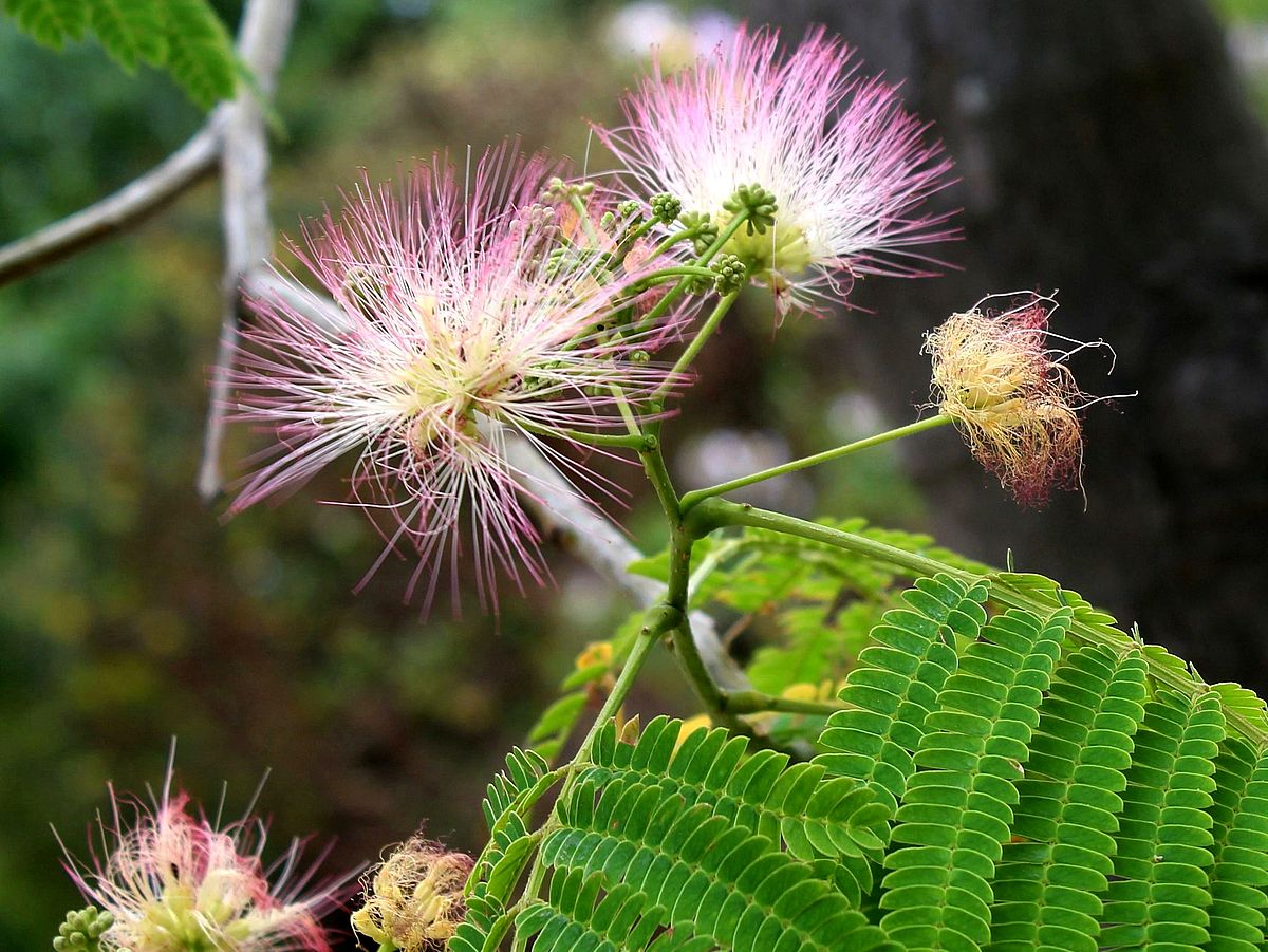 Albizia julibrissin