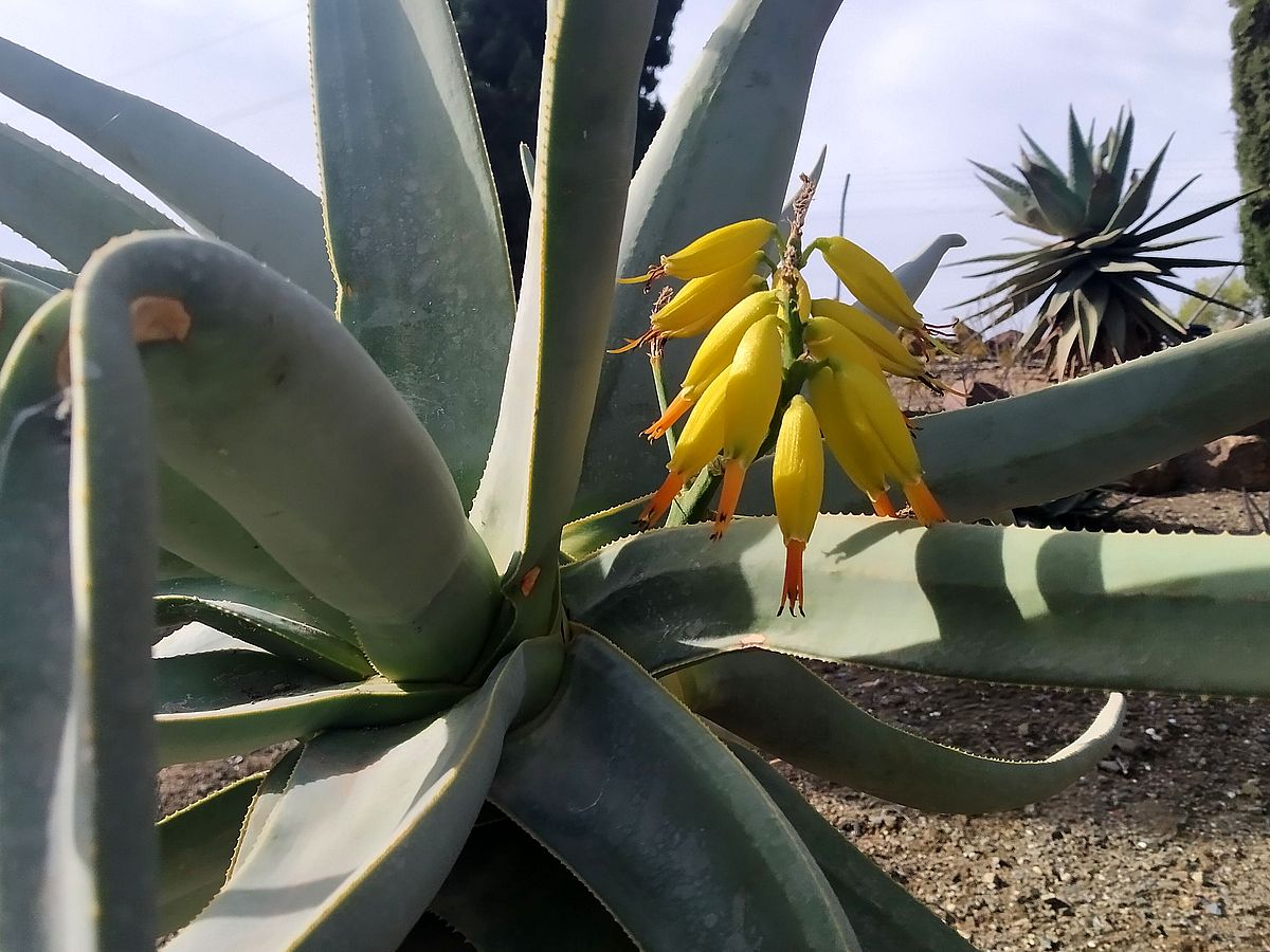 Aloidendron ramosissimum