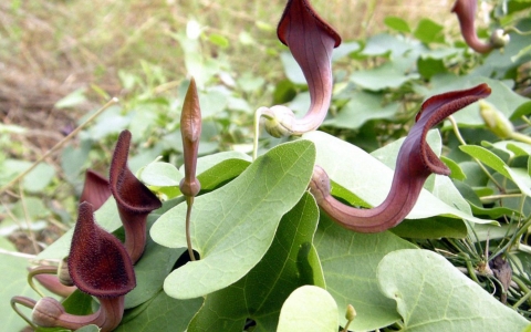 Aristolochia baetica