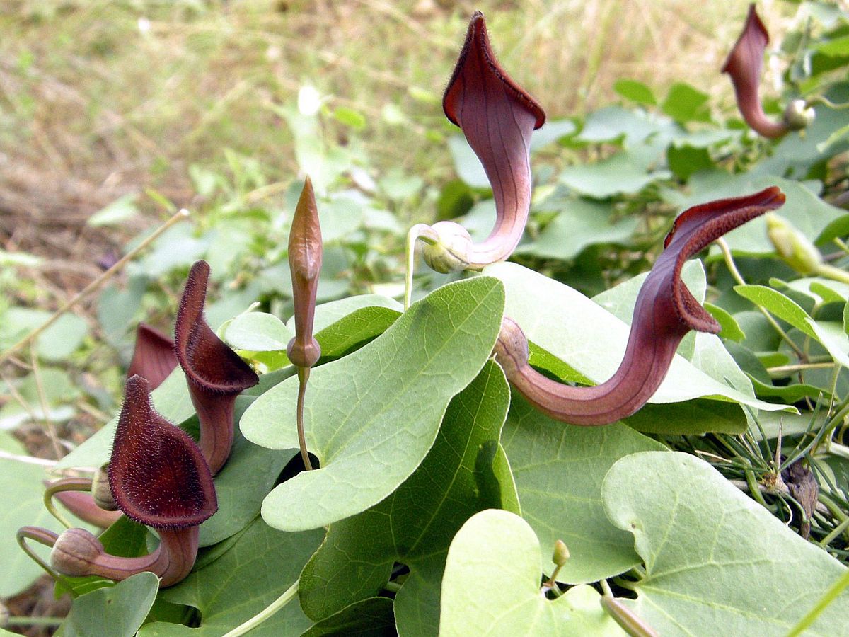 Aristolochia baetica
