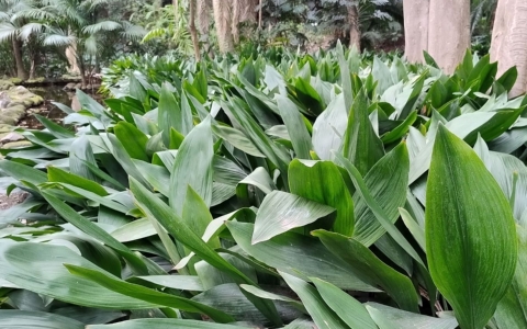Aspidistra elatior