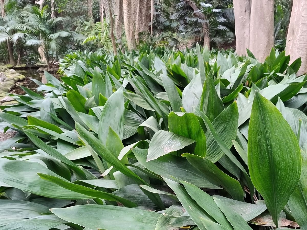 Aspidistra elatior