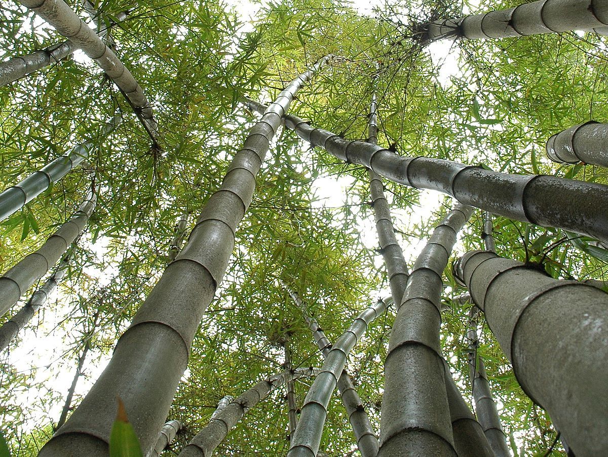 Bambusa vulgaris