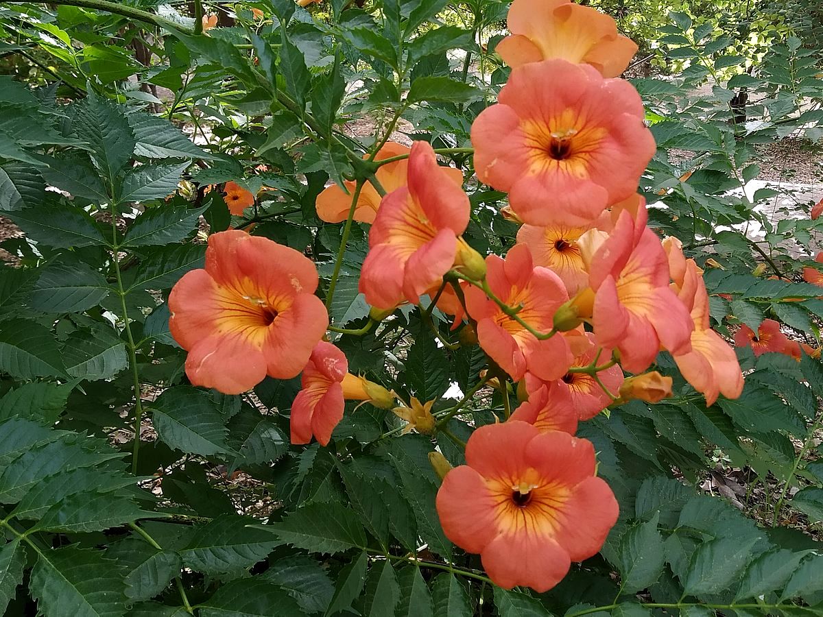 Campsis grandiflora