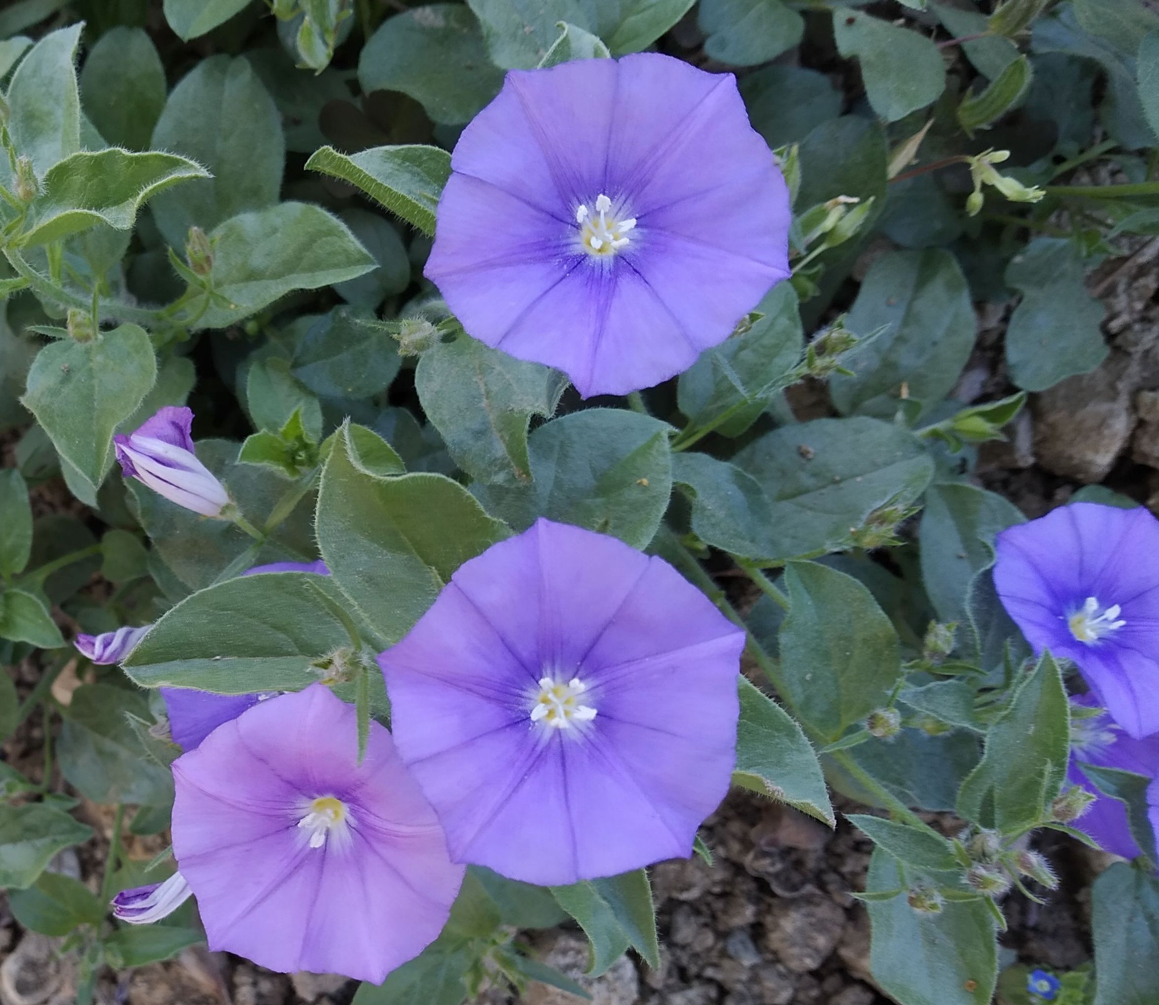 Convolvulus sabatius