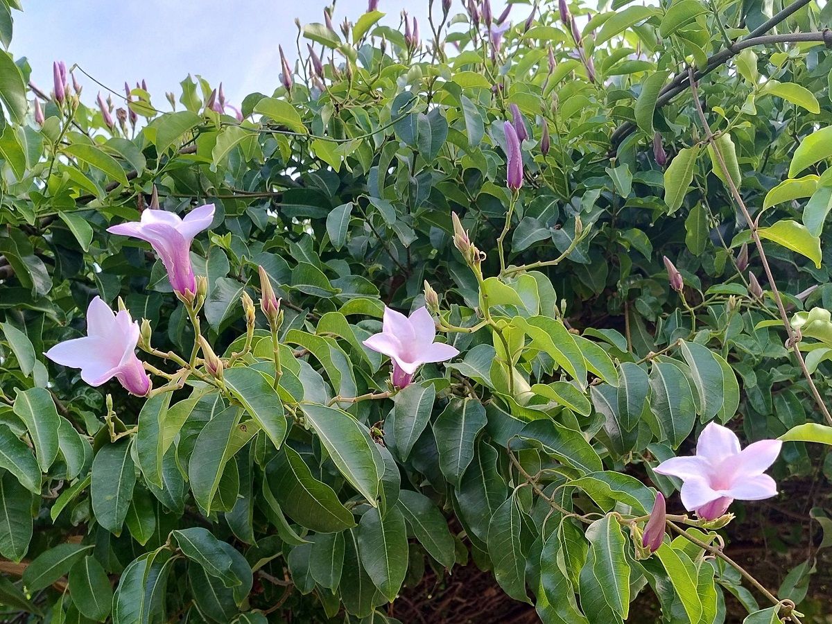 Cryptostegia