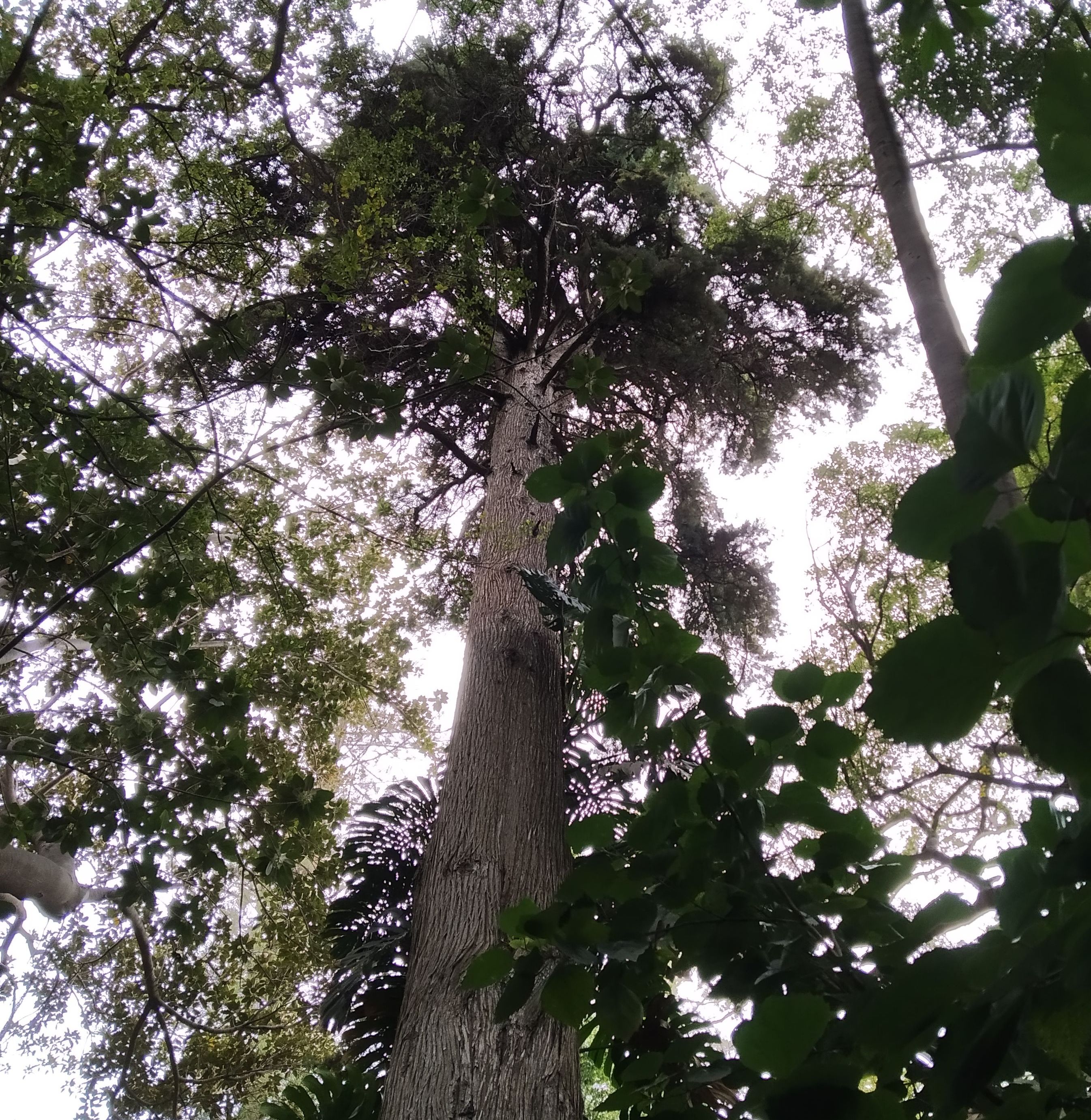 Cupressus lusitanica