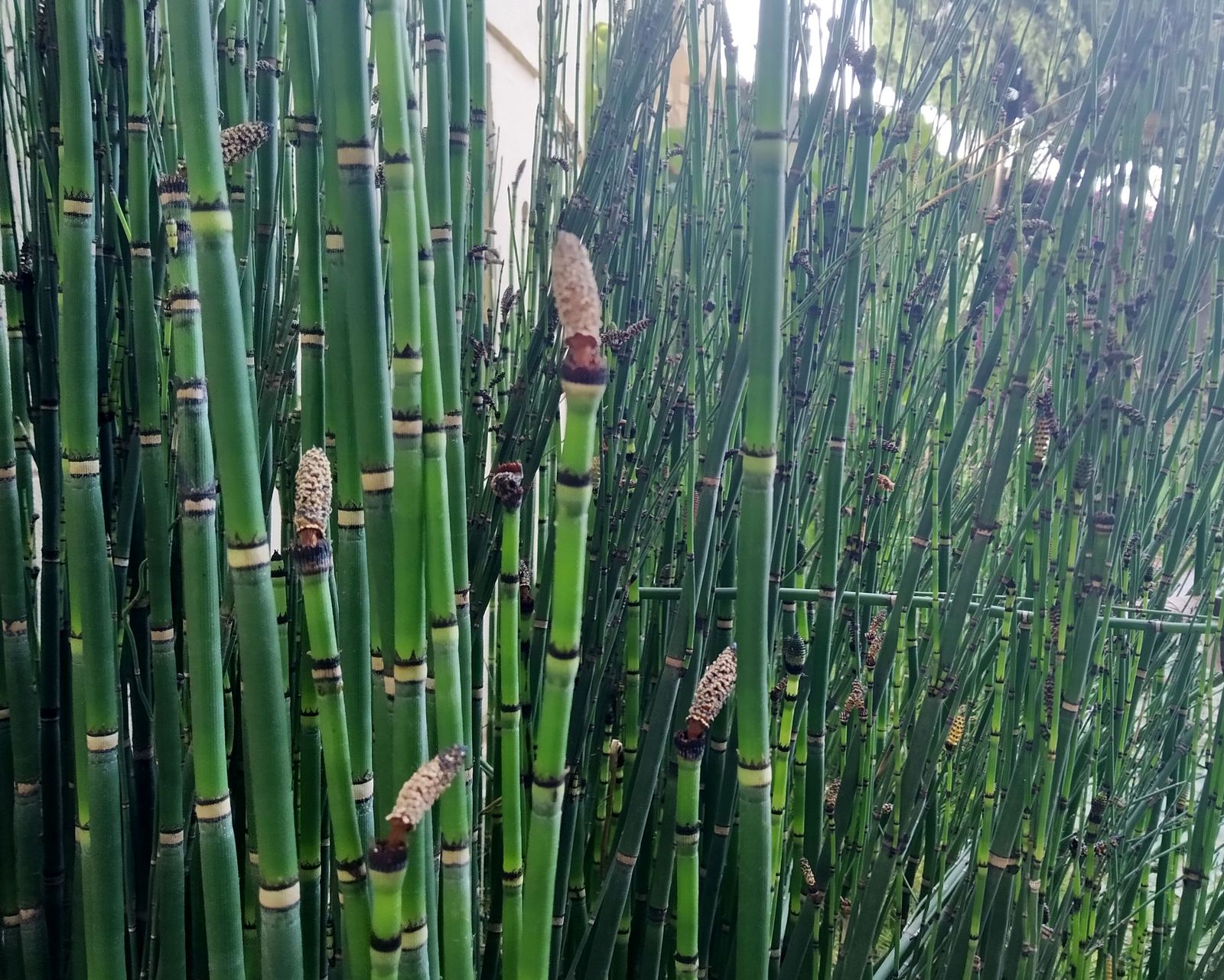 Equisetum hyemale