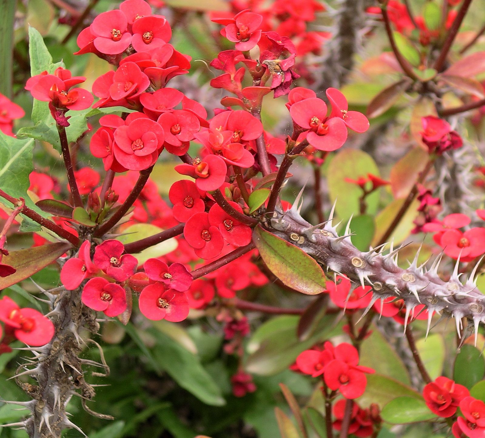 Euphorbia milii