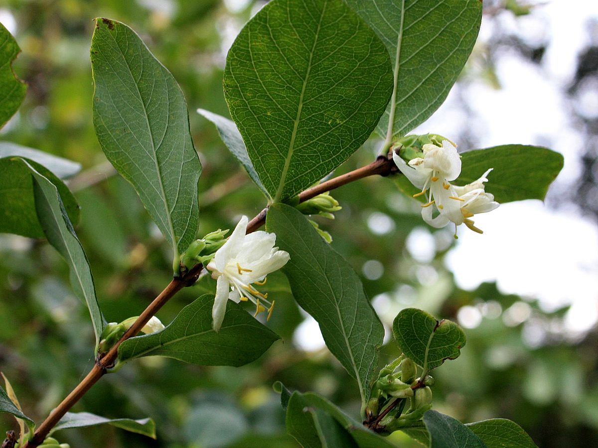 Lonicera fragantissima