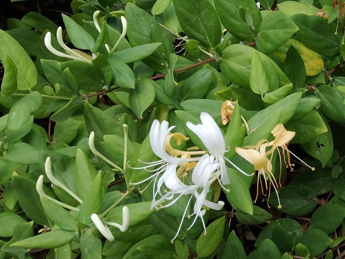 Lonicera japonica