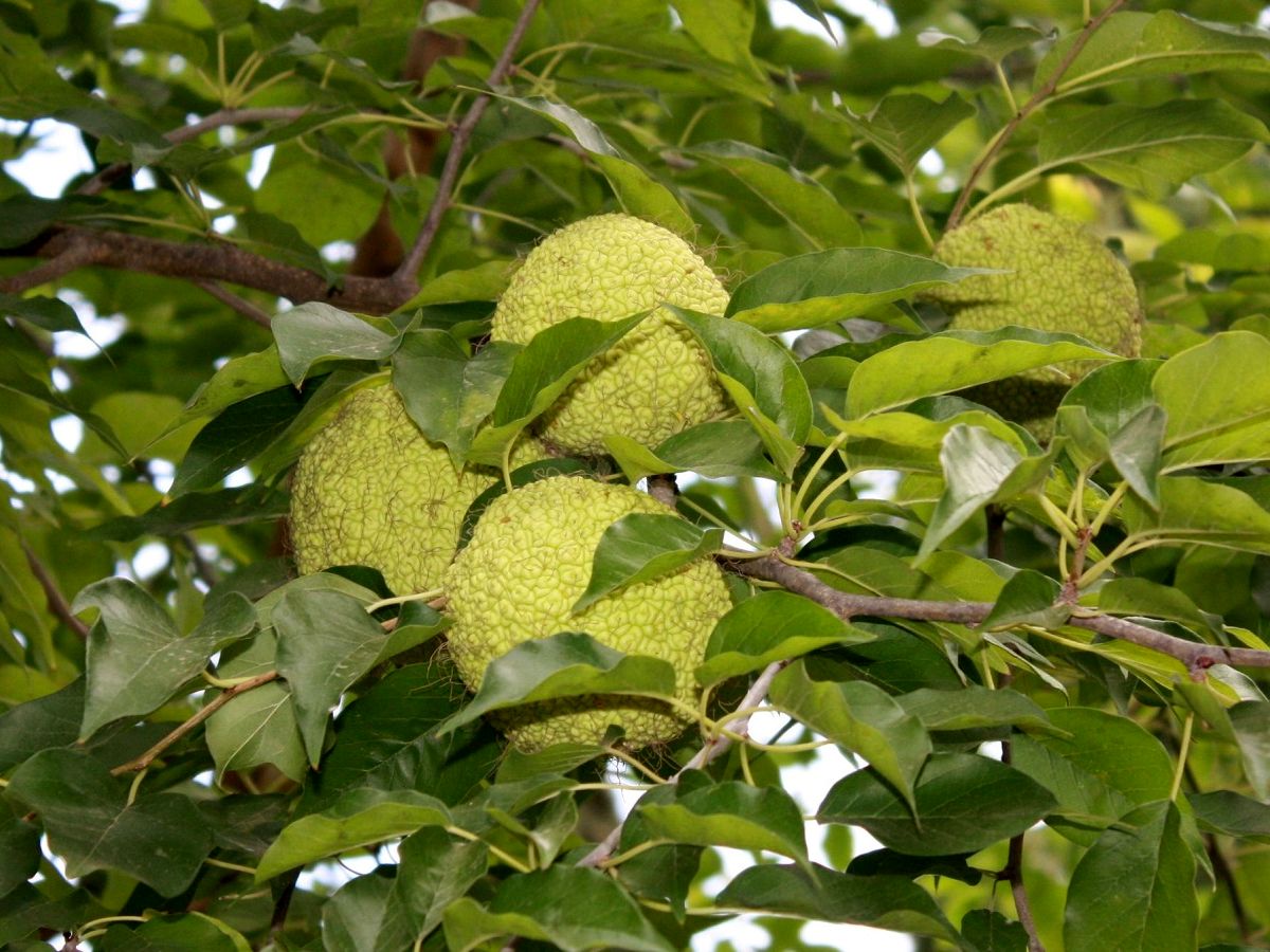 Maclura pomifera