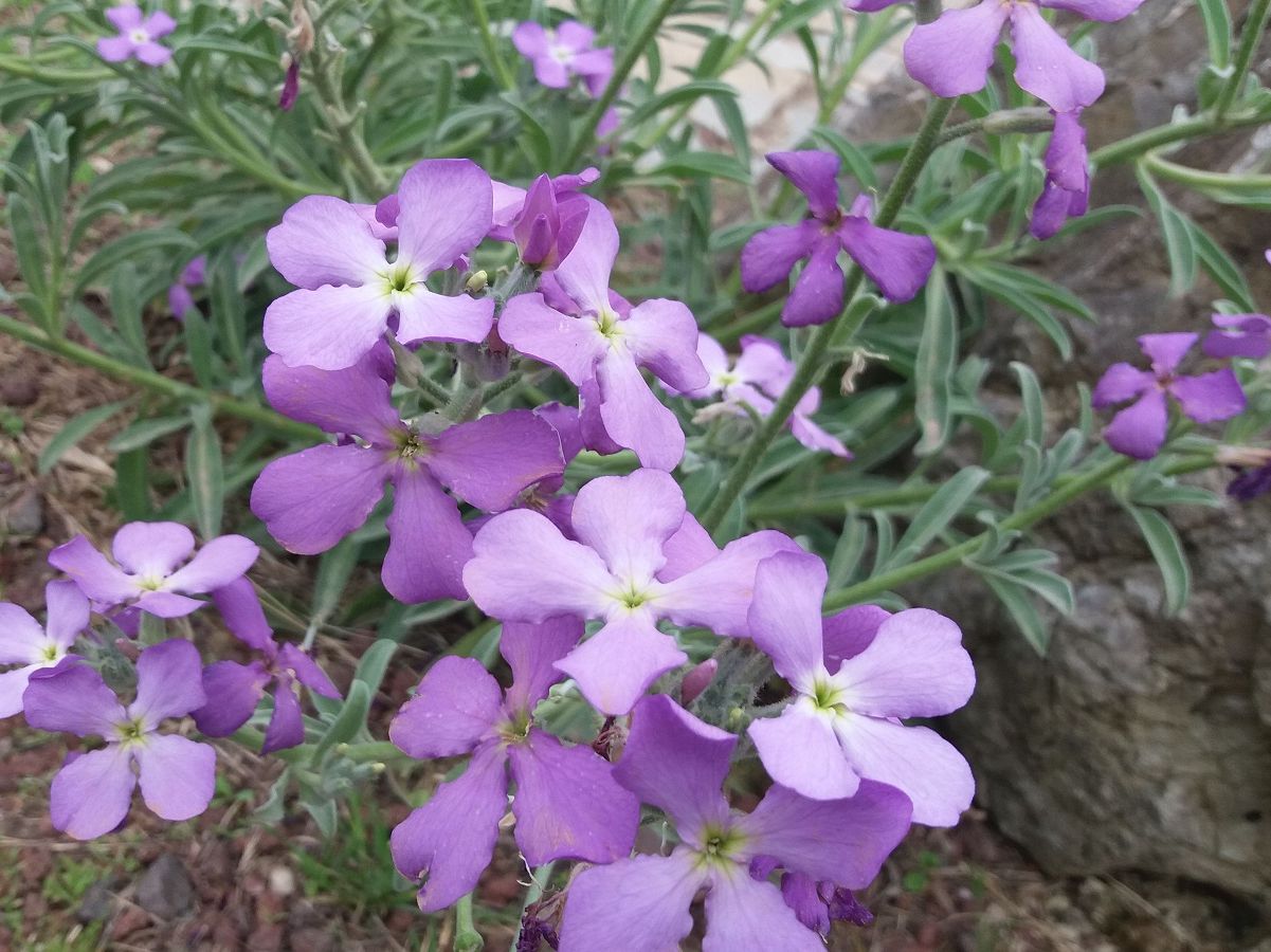 Matthiola maderensis