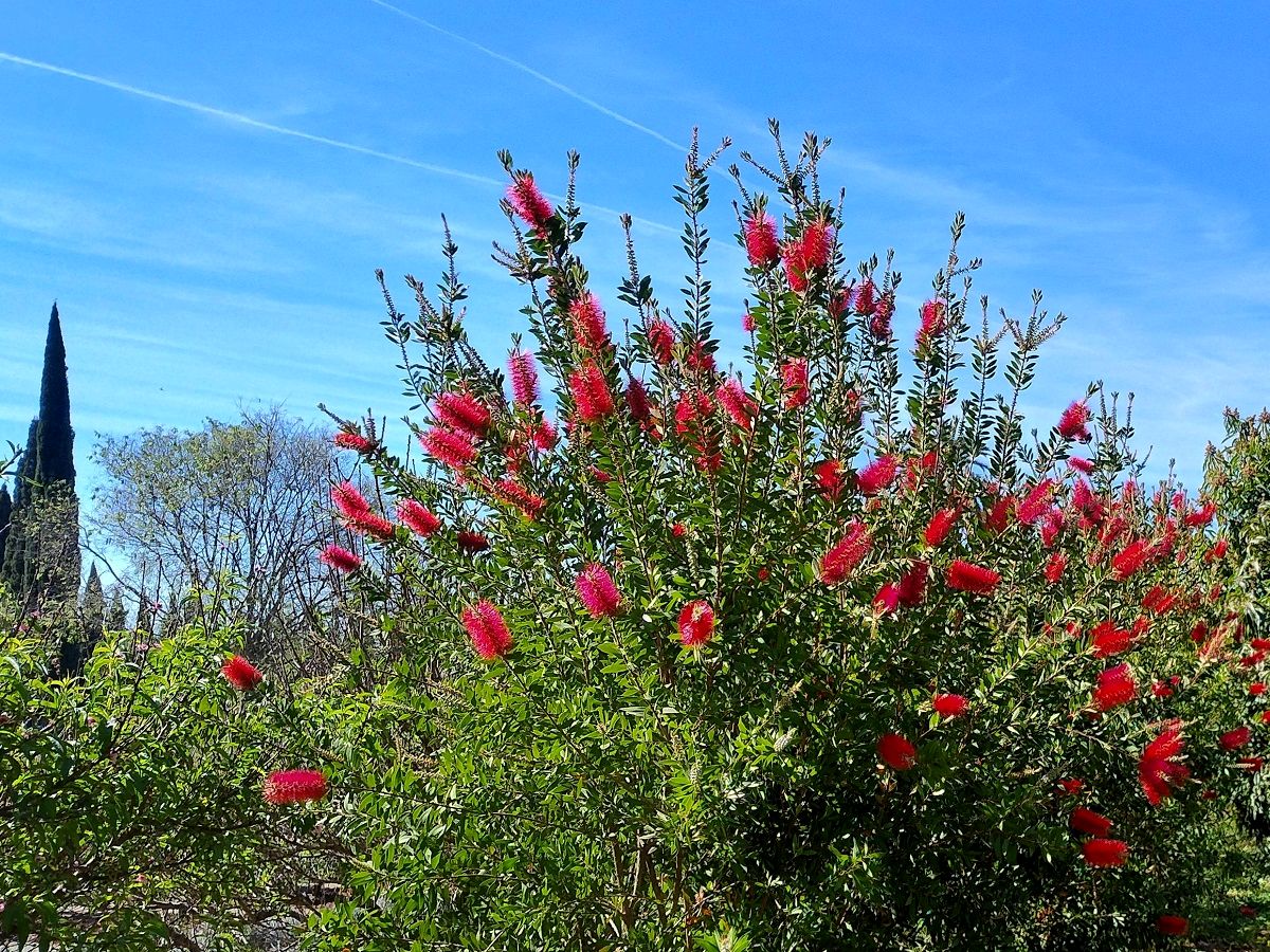 Melaleuca citrina