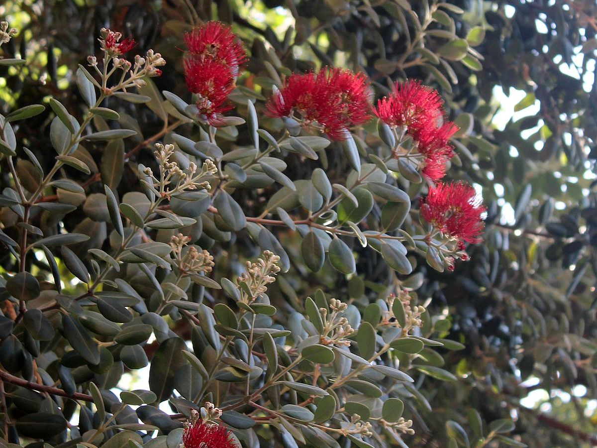 Metrosideros excelsa