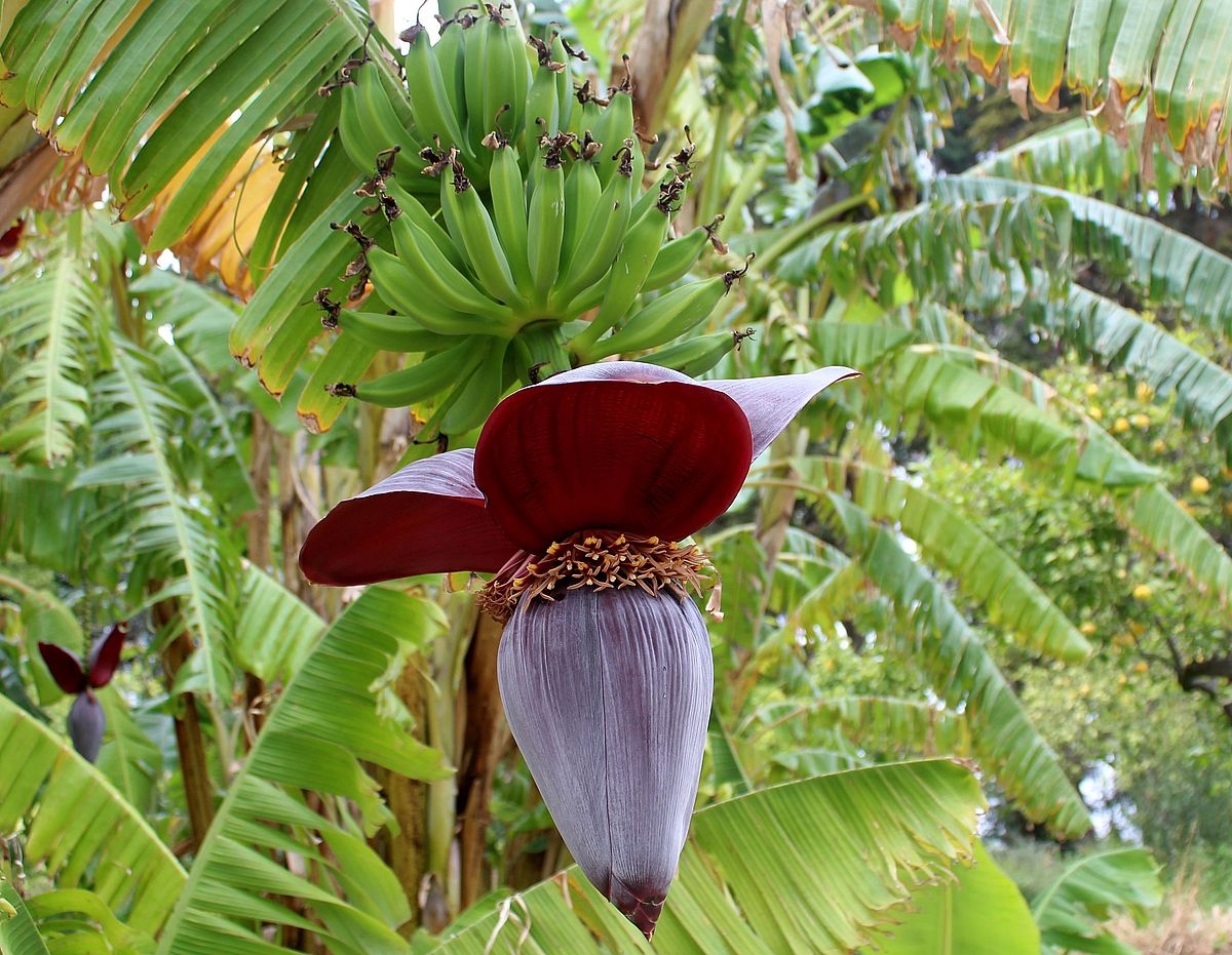 Musa x paradisiaca