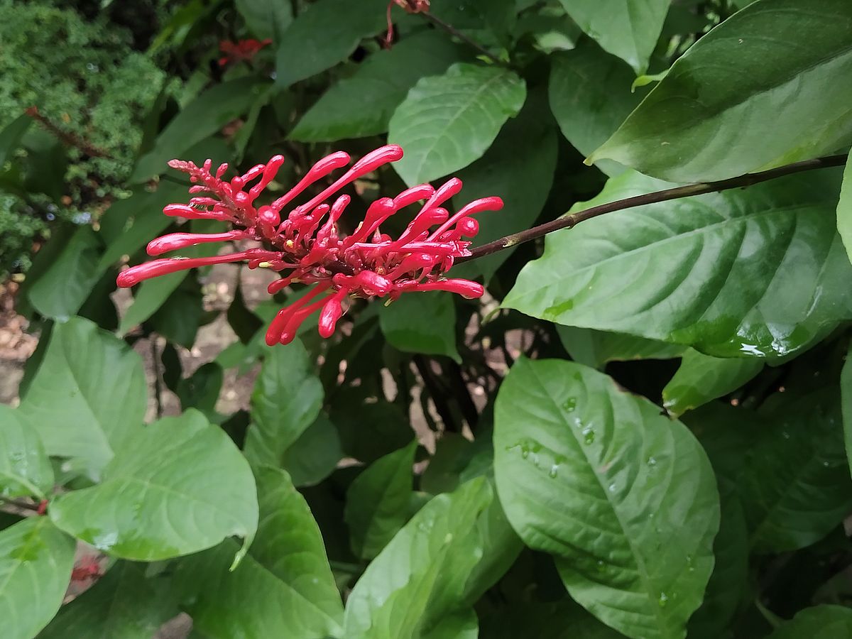 Odontonema tubaeforme