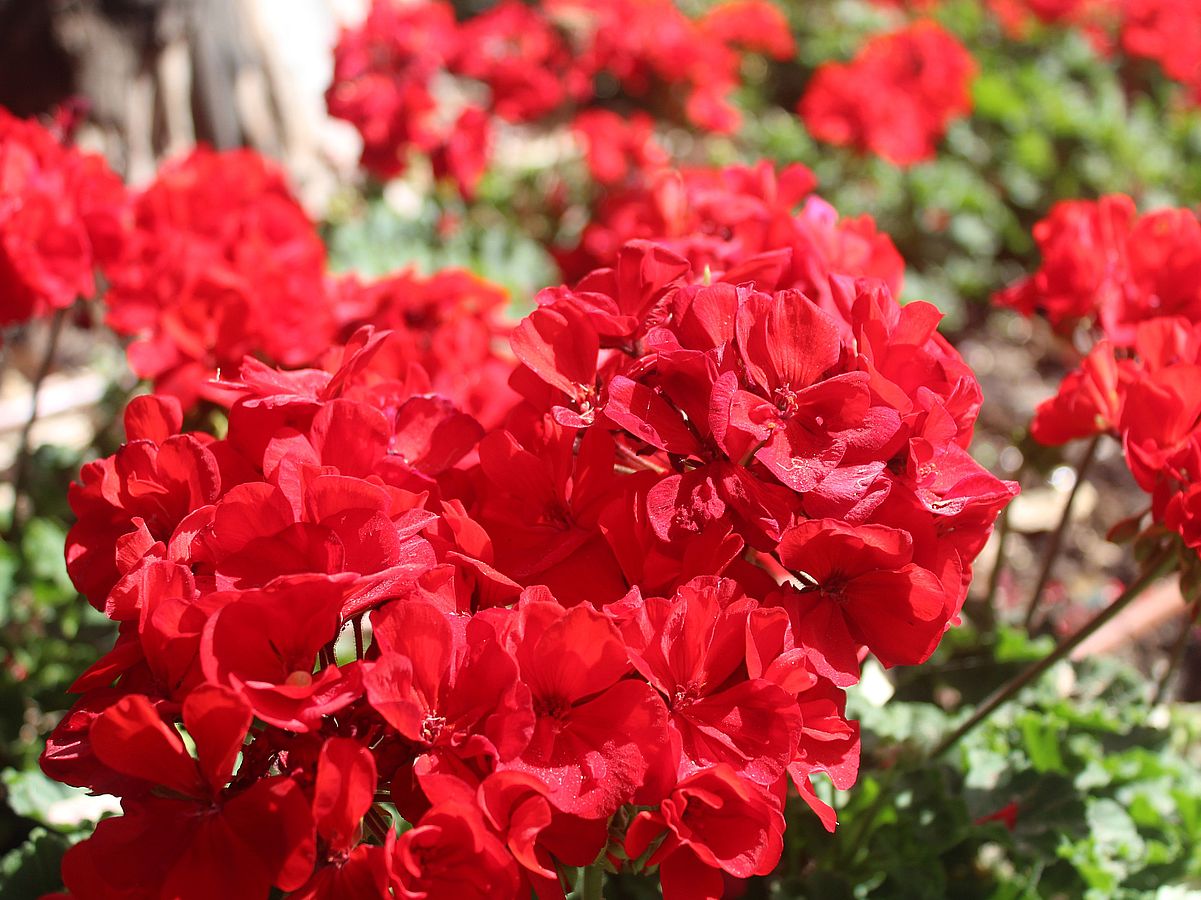 Pelargonium zonale