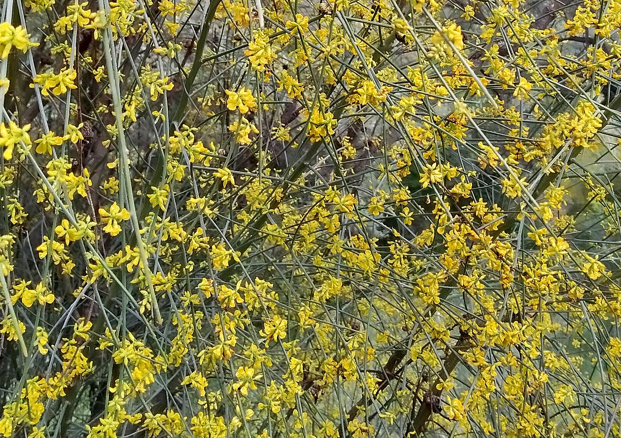 Retama sphaerocarpa