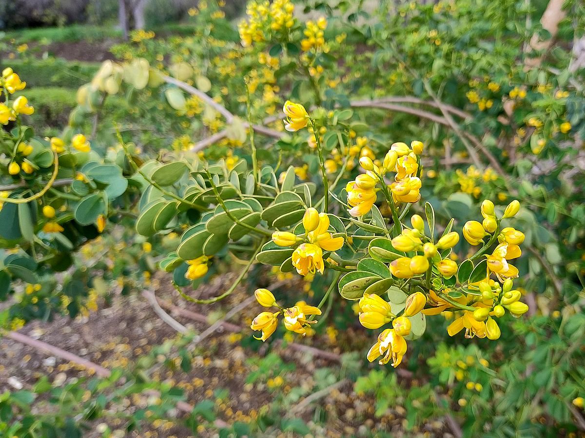Senna bicapsularis