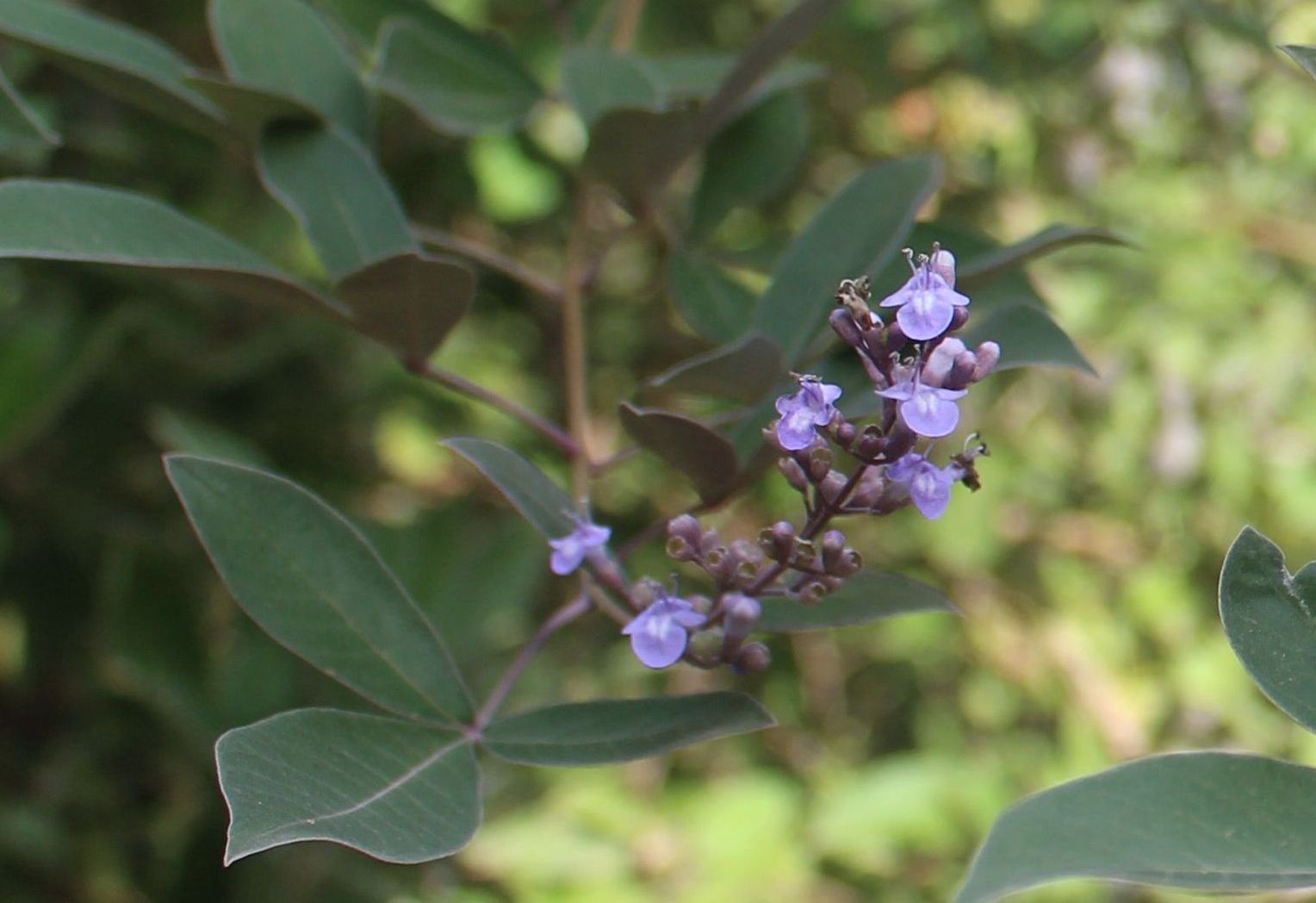 Vitex trifolia
