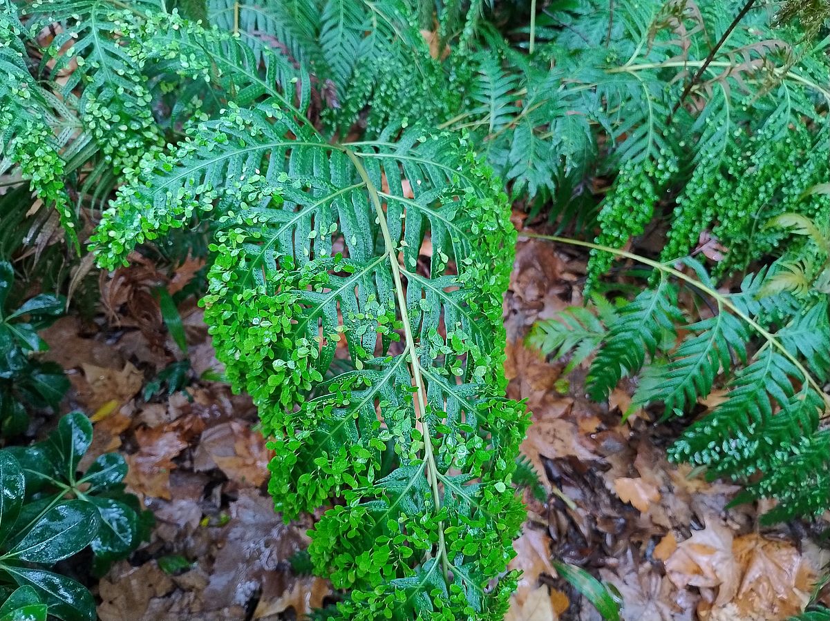 Woodwardia prolifera