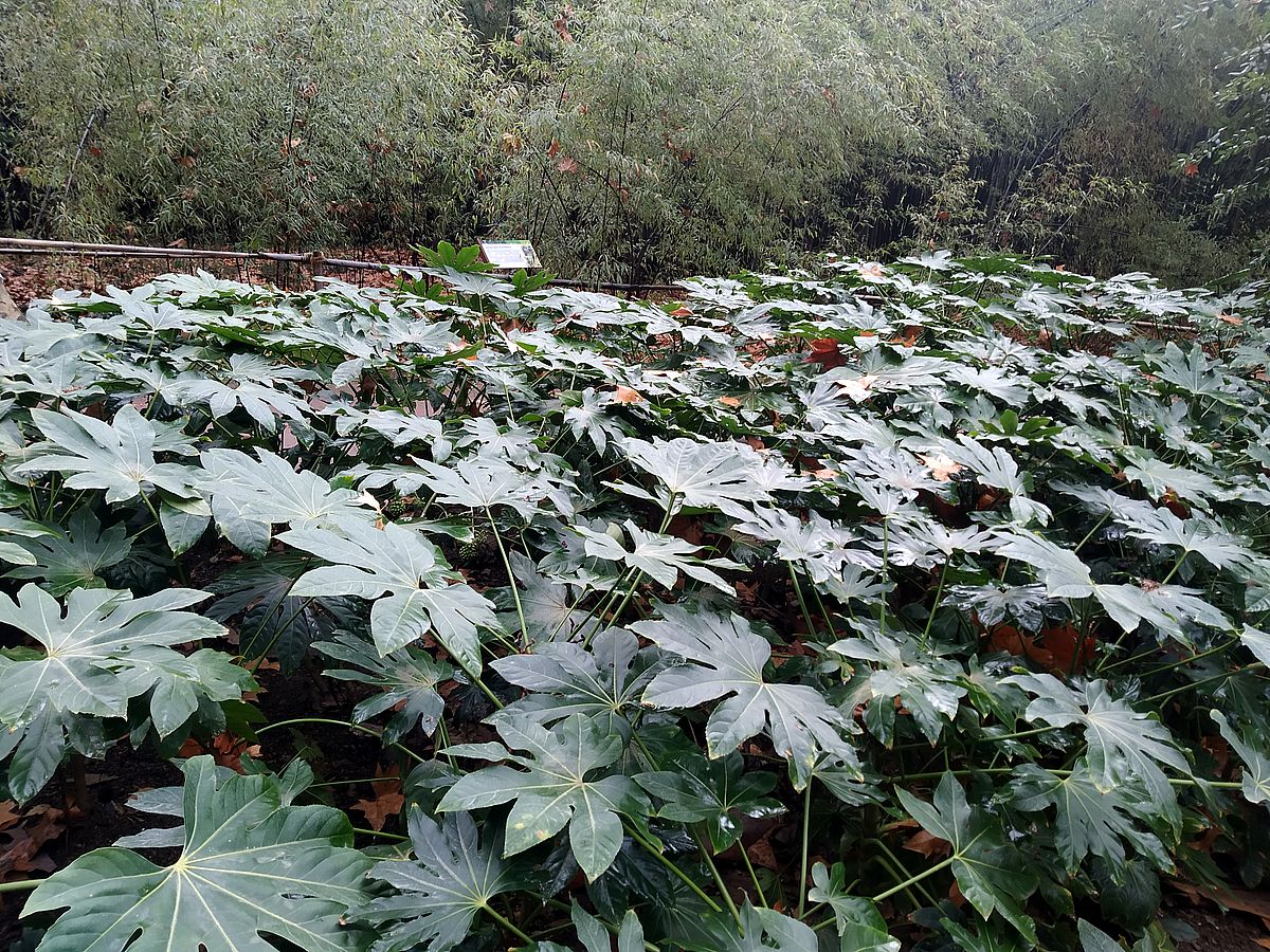 Fatsia japonica