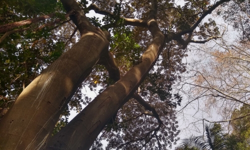 Ficus macrophylla monumental