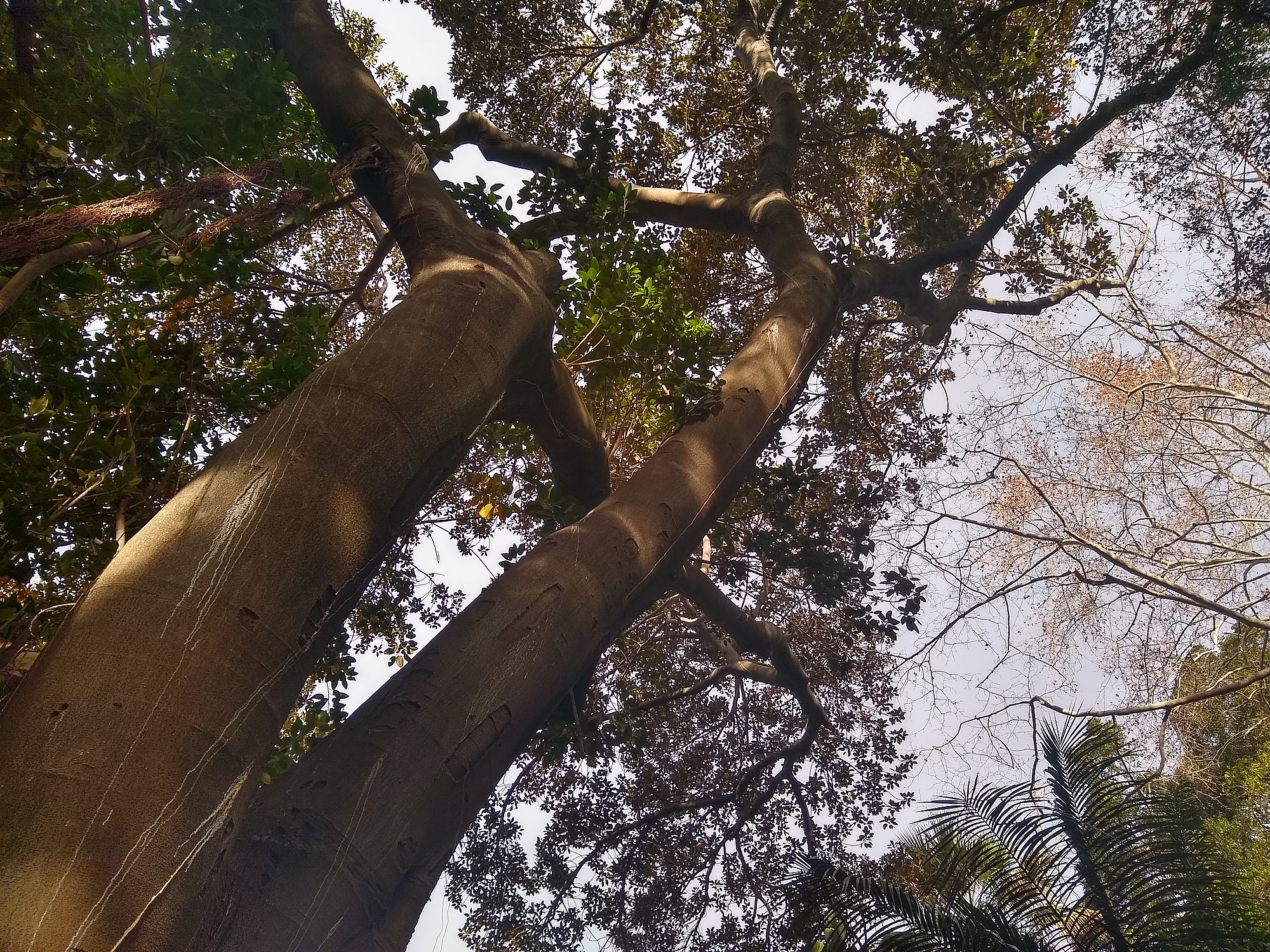 Ficus macrophylla monumental