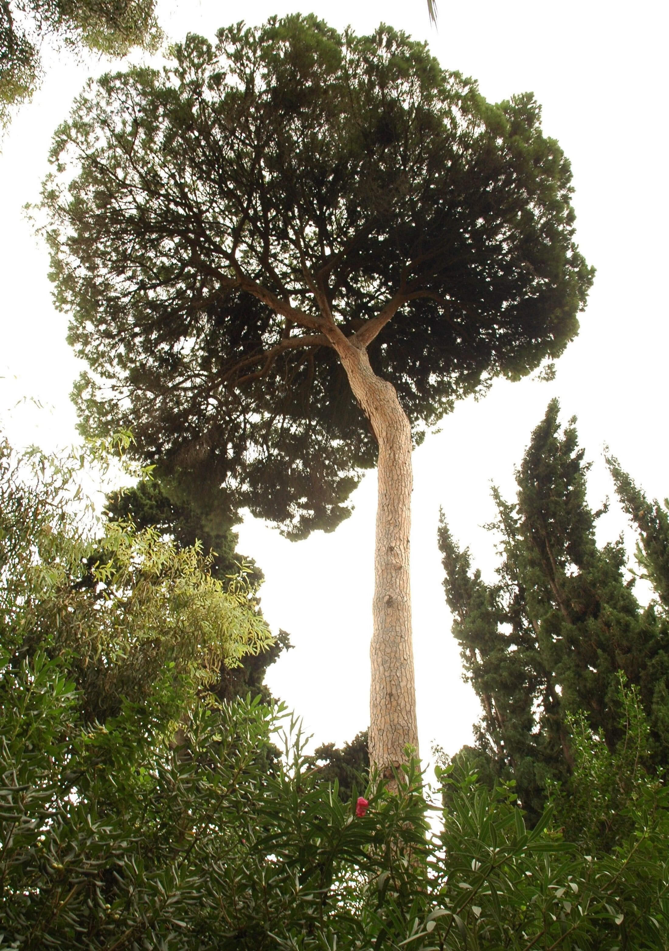 The Umbrella Pine