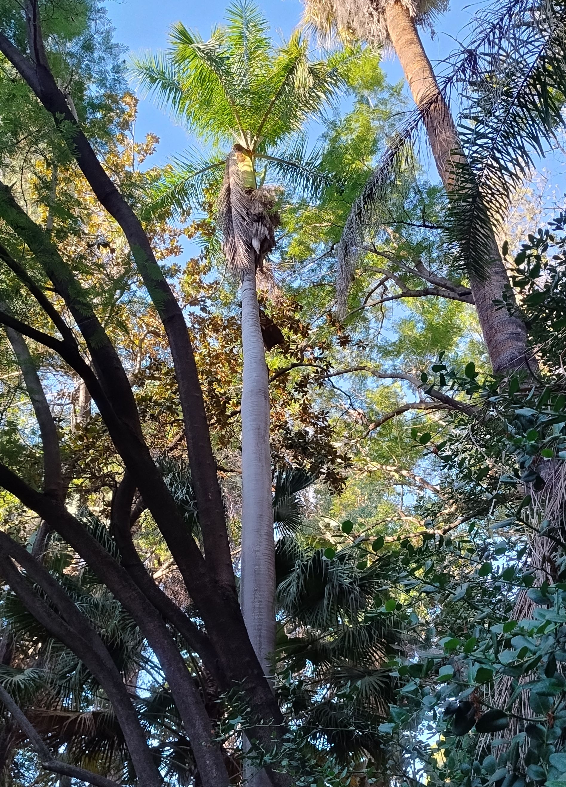 Roystonea regia